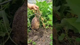 Smart Agriculture Tool #agritech #agriculture #viralshorts