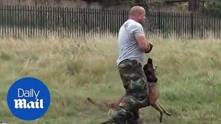 Incredible dog performs perfect tactical manoeuvres - Daily Mail