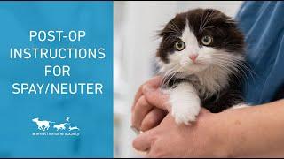 How to care for your pet after spay/neuter surgery