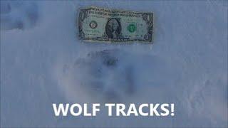 Mountain Lion & Wolf Tracks!