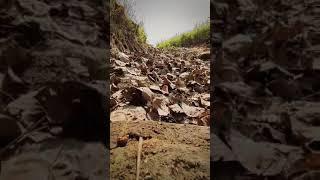 #ray_timelapse #videouploads #limited #morning #nature #leaves #fallen 