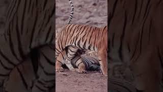 बाघMass: 90 – 310 kg (Male, Adult), 65 – 170 kg (Female, Adult)#shorts #tiger #shortvideo