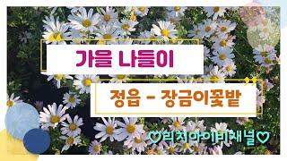 #구절초 #장금이 #코스모스 꽃마을 정읍 군산유튜버 리치아이비채널