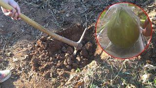 Plant Figtree from Zero (Part 1) planting hole, soil improvement, plant and row spacing Subtitles CC