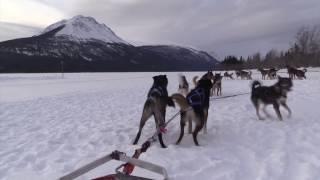 Dog Sledding at 10 Mile Southern Lakes in the Yukon, Canada - VLOG