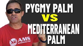 Pygmy Palm vs Mediterranean Palm in Arizona