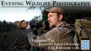 Evening Wildlife Photography | Featuring the Exascend Vigor CFexpress Type B Memory Card | Nikon Z9