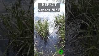 НЕРЕСТ КАРАСЯ під ногами! Почалося)) 2023 р