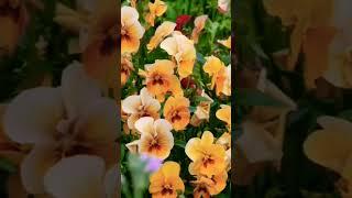 #pansy #pansies #cutflowergarden #flowergardening #garden