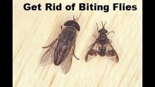 No More Biting Flies! - Black Flies, Deer Flies, Horse Flies, etc.