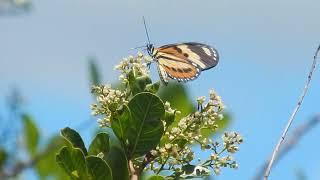 Eueides isabella