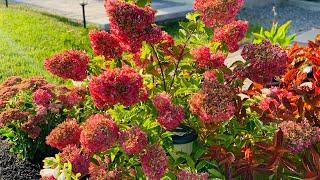 Paniculata Hydrangeas For Best Fall Colour - Autumn 2020