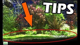 Fast Aquarium FOREGROUND PLANTS for a better planted tank