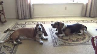 Basset Hounds Howling... Lazy Style!