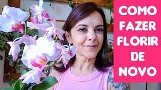 APRENDA A CORTAR A HASTE FLORAL DA SUA ORQUÍDEA.