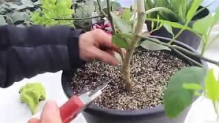 How to Care for Lemon Trees