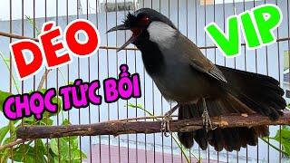 Khướu Hót GIỌNG RỪNG HAY / LUYẾN LÁY NHIỀU GIỌNG.giọng rừng kích khướu,khướu bổi hót hay.