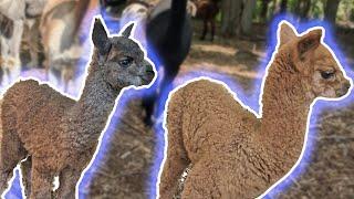 Now we have TWO BABY ALPACAS on the farm!
