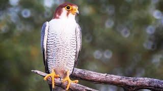 hunting with redheaded merlin || lure training || falconry art of kings