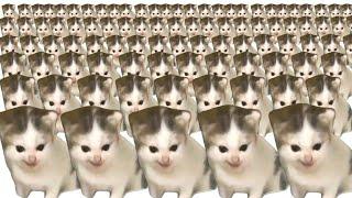 German Cat Meme x10000000