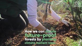 How we can create future-proof forests by planting climate resilient trees.