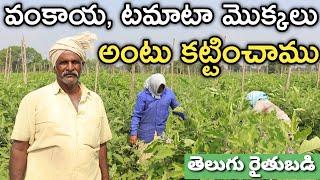 అంటు కట్టిన టమాటా, వంకాయ పండిస్తున్నం | Grafting Brinjal, Tomato | రైతు బడి