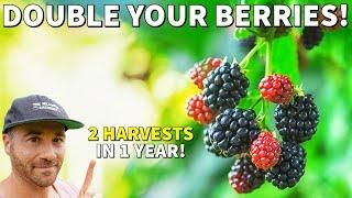 Plant Raspberries And Blackberries NOW And Double Your Berry Harvest