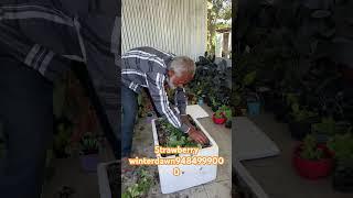 Strawberry plants are available watsapp Assam food forest nursery 9484999000