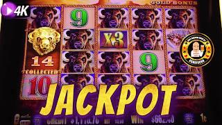 I GOT 14 Gold Heads & HIT A JACKPOT on Buffalo Gold!