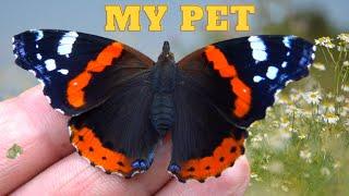 Pet Butterfly: Red Admiral (Vanessa atalanta) Breeding & Biology by Bart Coppens / ButterflyCycles