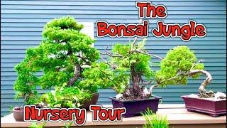 The Bonsai Jungle - End of Summer Tour