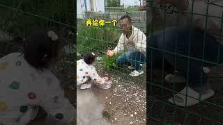 爸爸偷蘋果卻被困住，活該！ #funny #cute #baby #搞笑 #萌娃