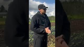 Какие вложения в выращивание томатов в Kазахстане. Бизнес с нуля. Бизнес бастау. #фермер #бизнес