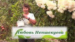 Фильм №464- Виноград в сентябре. Осенняя посадка гортензии. Ремонтантная малина, ежевика