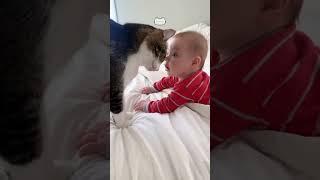 Funny stories about babies and animals ️️#pet#cat#dog#cute#animals#foryou#shortvideo