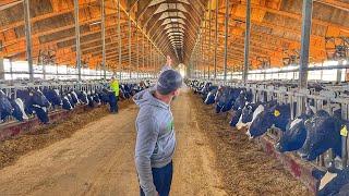 1,200 VACAS = 56 mil LITRO de leche diario  32 mil dólares 