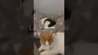 cats-  Leó and Flóki