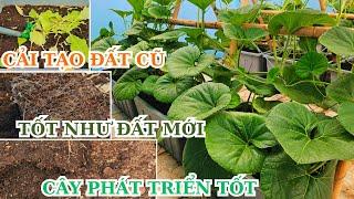 Bí quyết cải tạo để luôn có đất mới giúp cây phát triển tốt