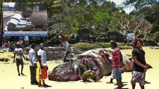 The Sperm whale of Mtwapa (Kenya, Mombasa).