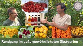 Inspirierender Rundgang im Wildobstgarten,   Obstverwertung, Obst für trockene Böden, Herbstdekotipp