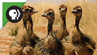 Baby Ostriches Hatching from Eggs