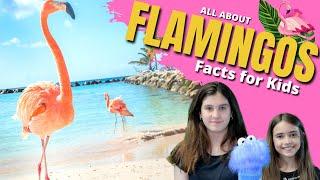  FLAMINGO Facts for Kids | Learn All About #Flamingos