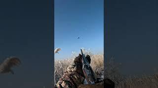 PHEASANT HUNTING: A BEAUTIFUL SHOT #huntinginkazakhstan #pheasanthunting #hunting