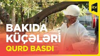 Bakıda küçələri qurd basdı: sakinlər təşviş içində