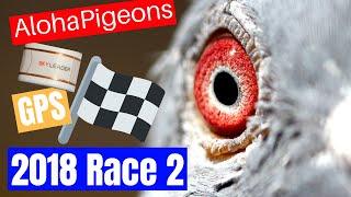 Skyleader GPS Pigeon Race In Hawaii