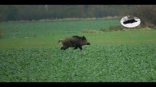 Wild boar driven hunting fever in November #2 compilation!