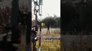 Bow Hunter Shoots Moose - UP CLOSE and PERSONAL! #shorts #archery @DrivenHunter