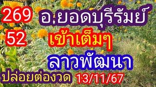 ลาวพัฒนา 269 52 #เข้าเต็มๆ อ. ยอดบุรีรัมย์ ปล่อยต่องวด_13/11/67_@BunhueangWahlstroem