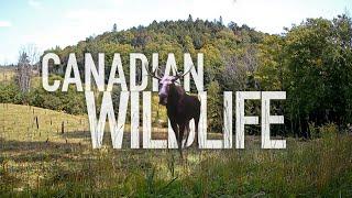 Relaxing Wildlife - One hour of trail camera footage featuring a wide variety of Canadian fauna