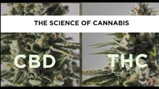 The science of cannabis